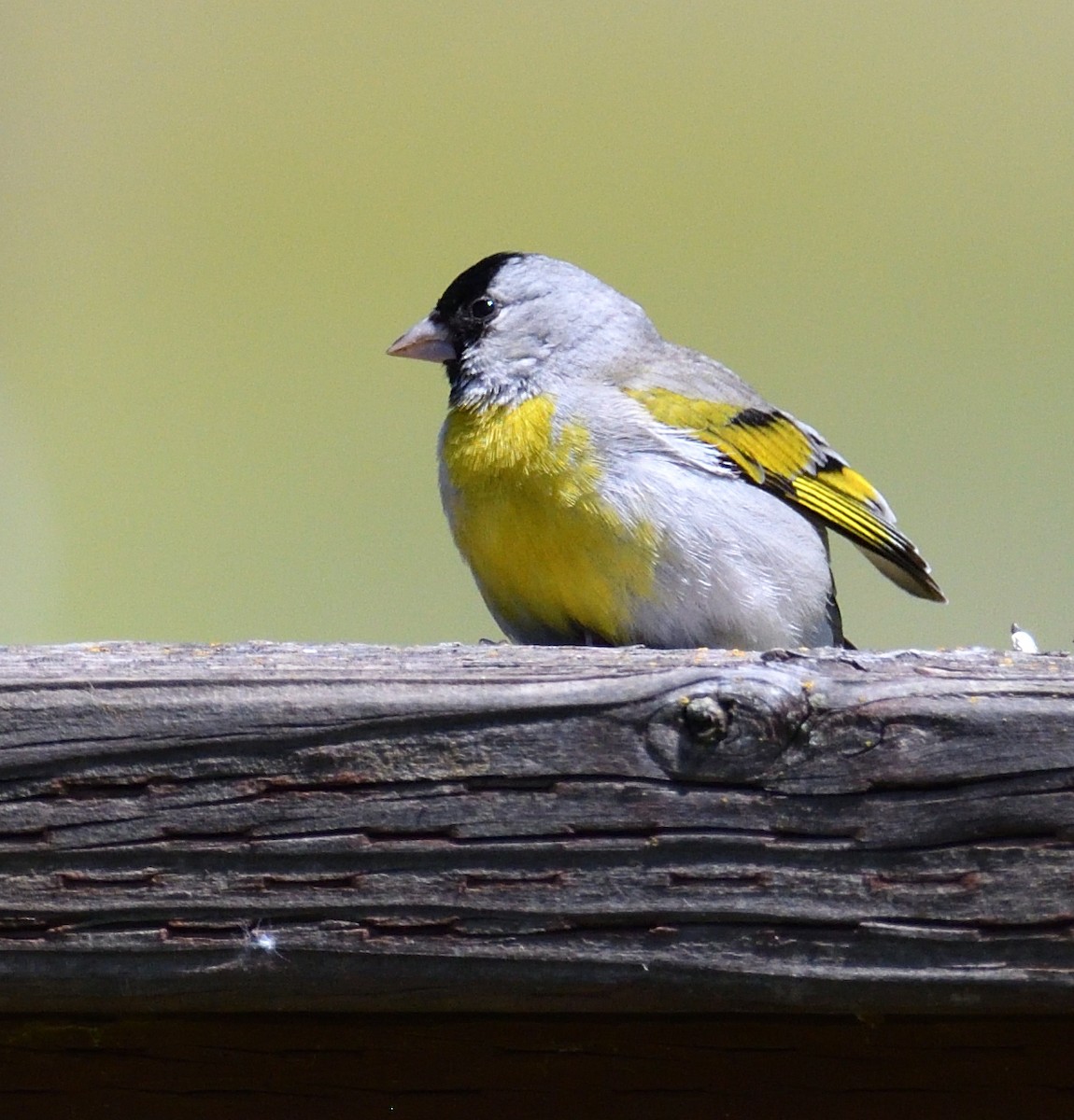 Lawrence's Goldfinch - ML554412111