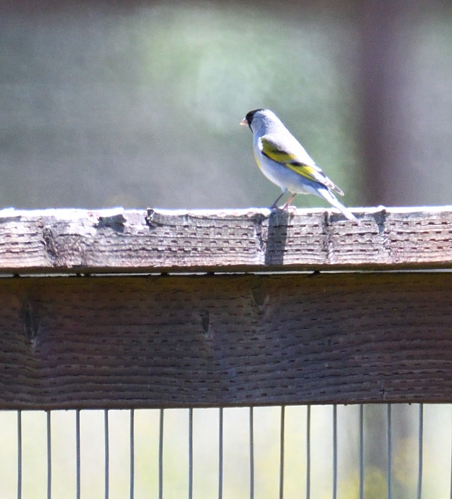 Lawrence's Goldfinch - ML554412141