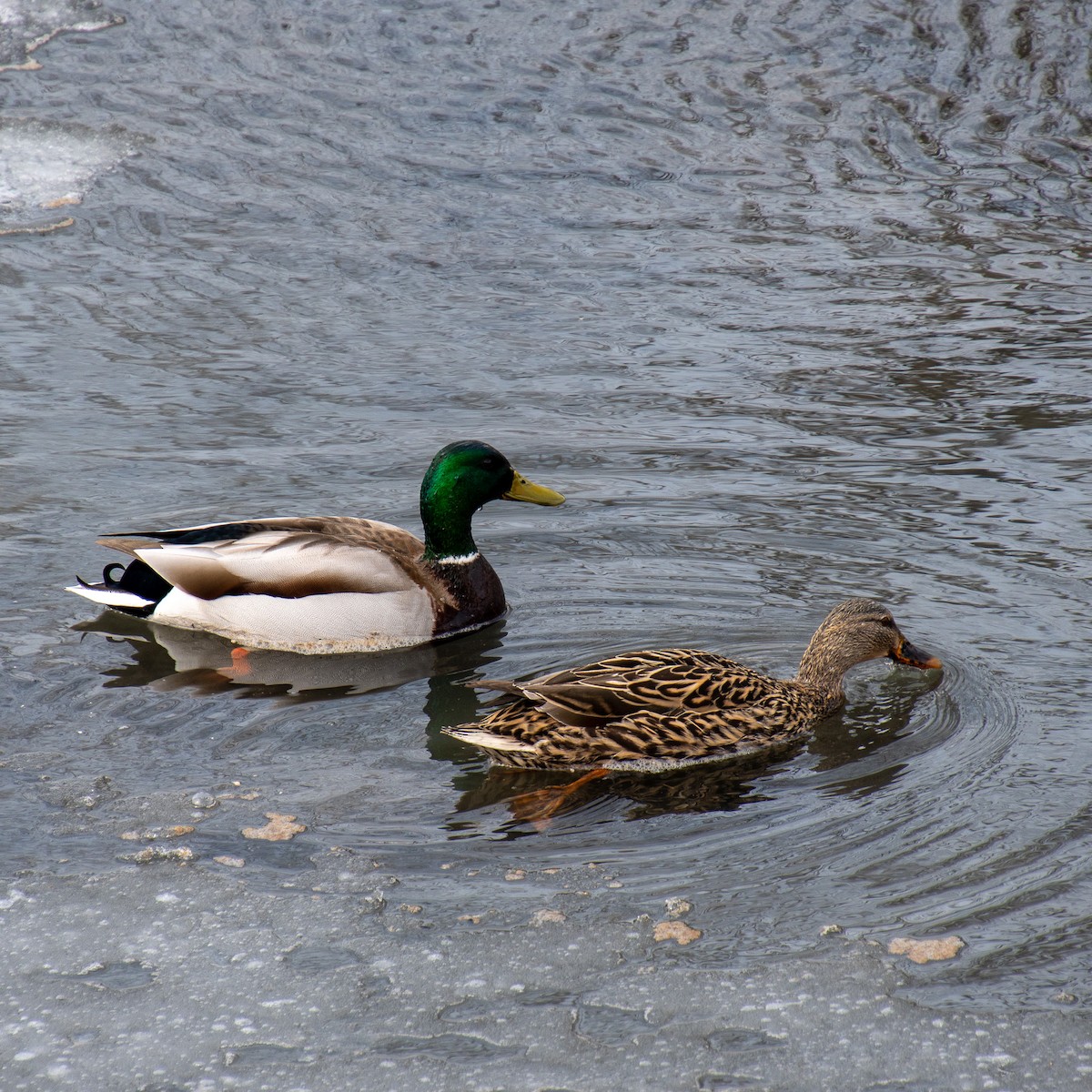 Canard colvert - ML554414091