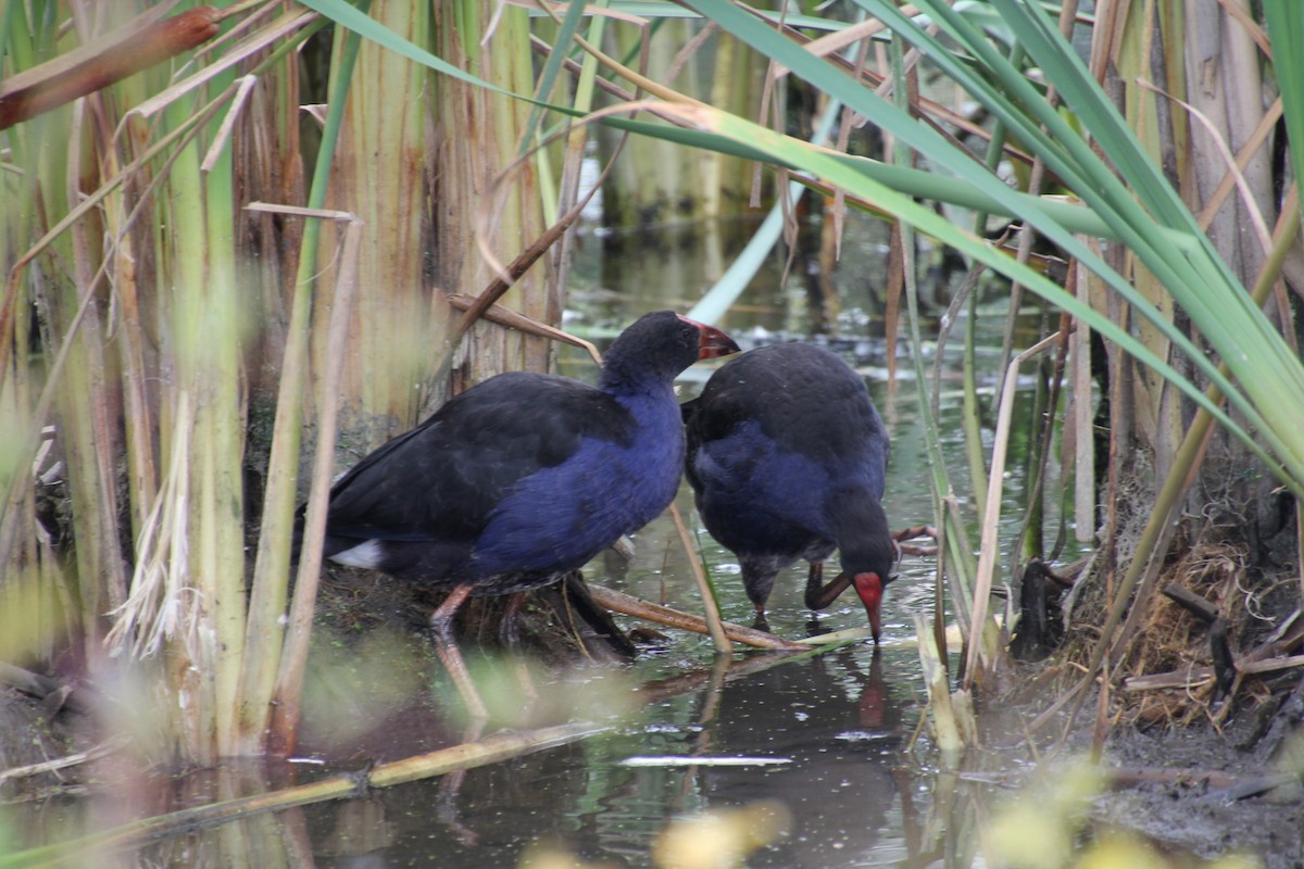 Australasian Swamphen - ML554414321