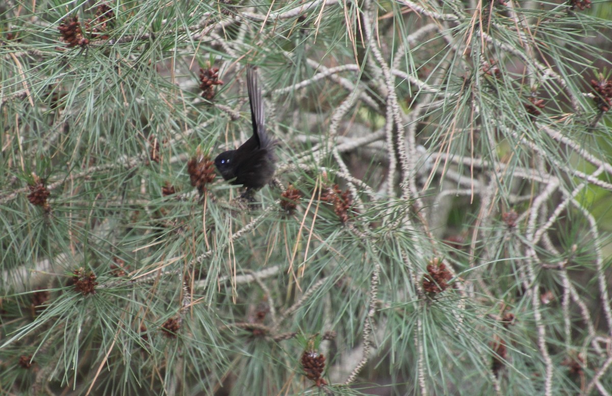 New Zealand Fantail - ML554414581