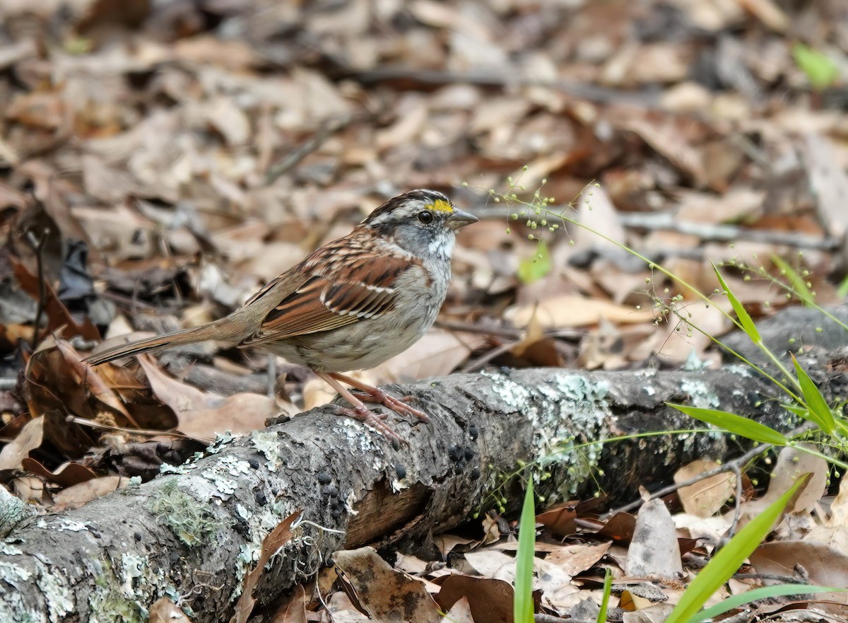 White-throated Sparrow - ML554414661