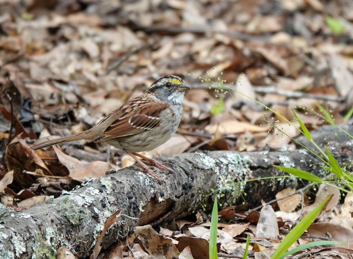 White-throated Sparrow - ML554414691