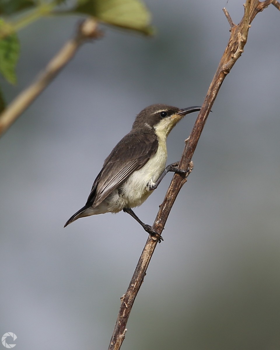 Purple Sunbird - Ravindra Kaushik