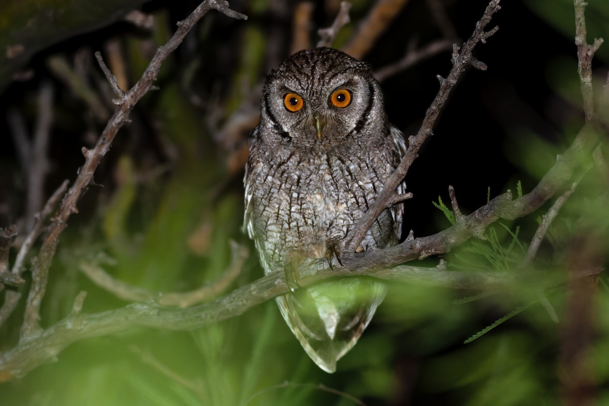 Tropical Screech-Owl - Valentín González Feltrup