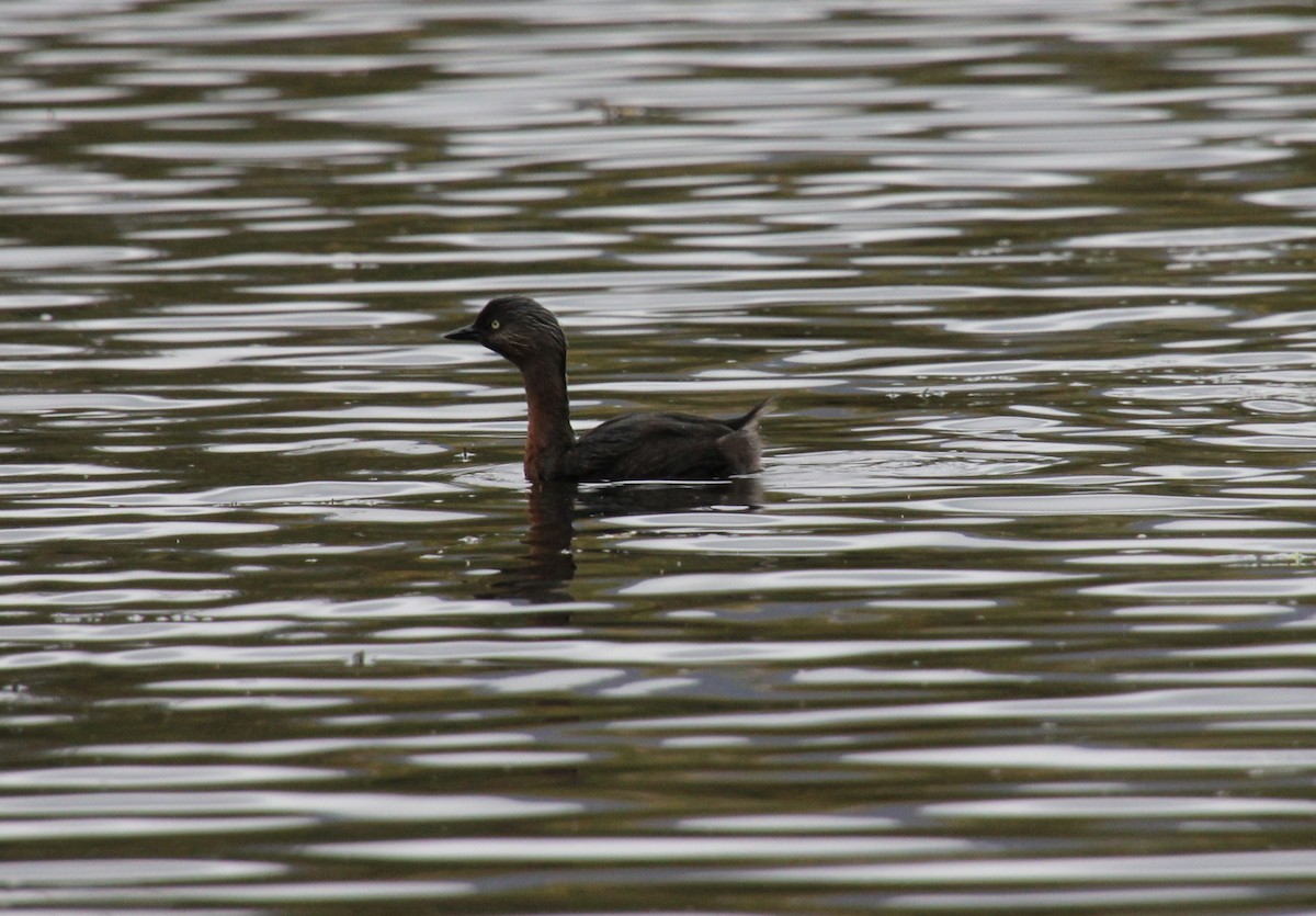 New Zealand Grebe - ML554415011