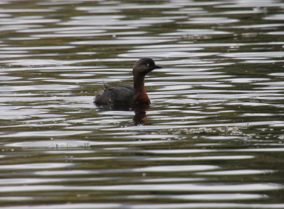 New Zealand Grebe - ML554415031