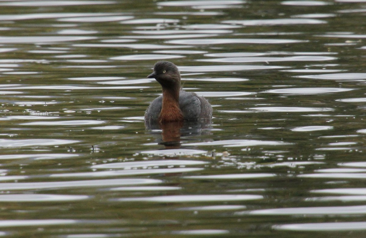 New Zealand Grebe - ML554415041