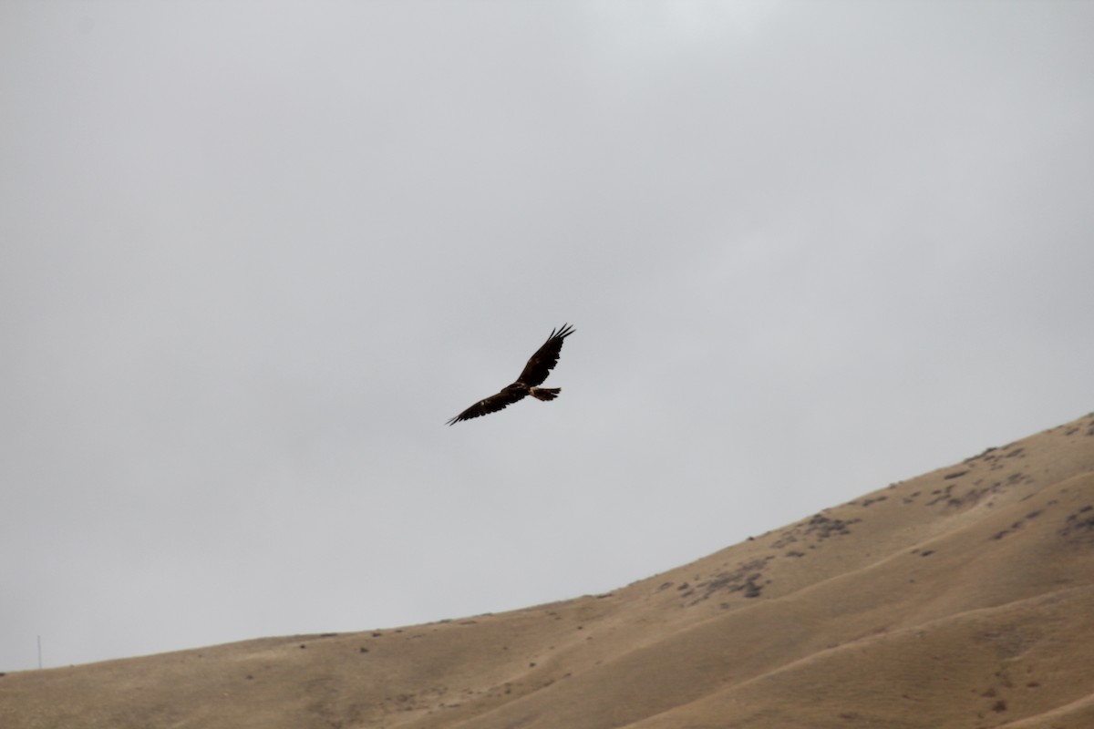 Swamp Harrier - Wendy McWilliams