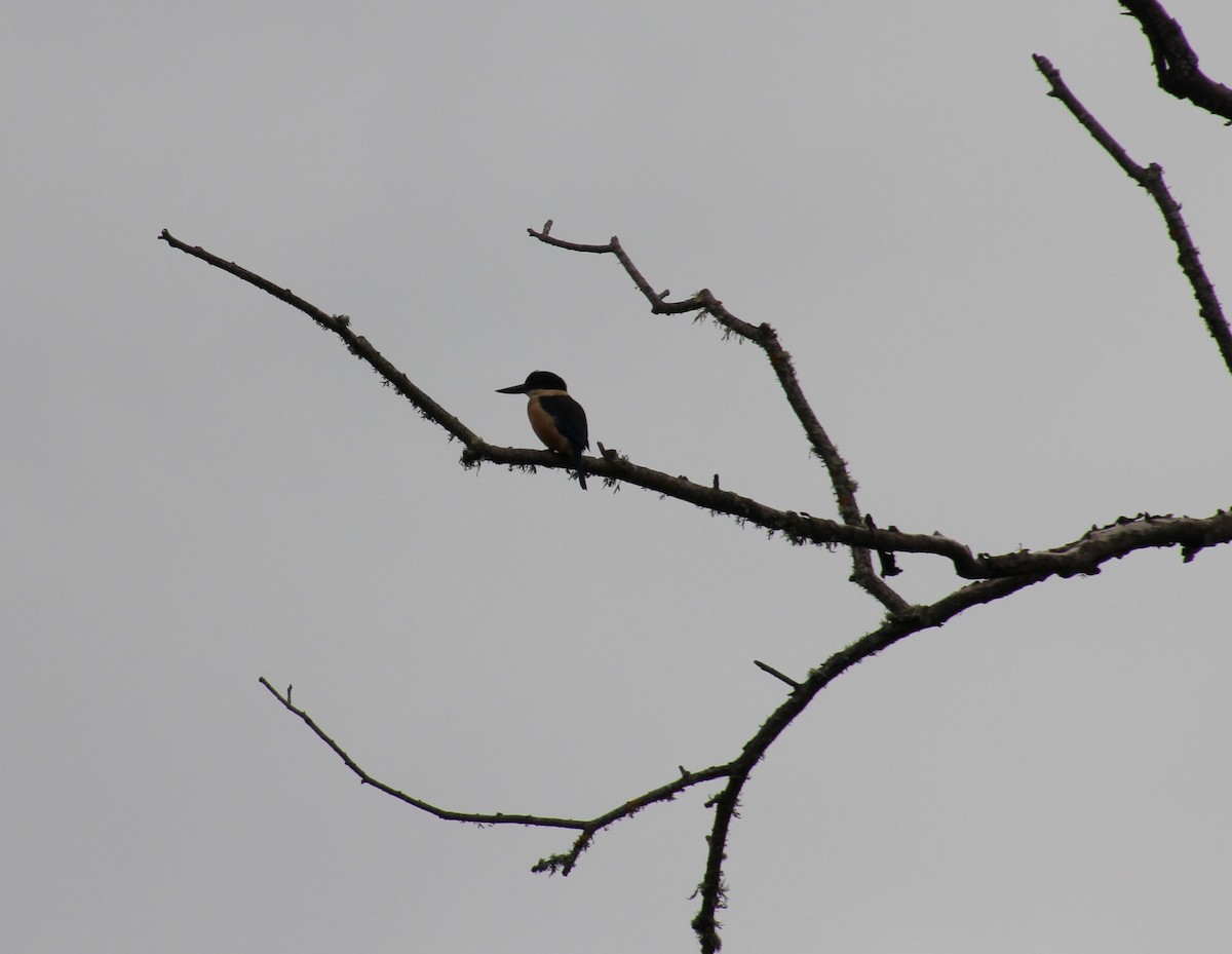 Sacred Kingfisher - ML554415551