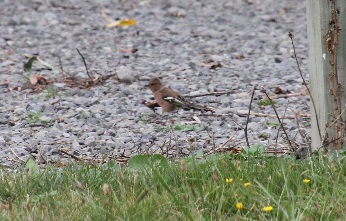 Common Chaffinch - ML554416251