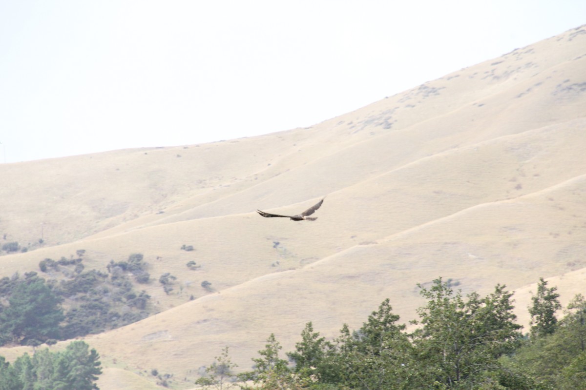 Swamp Harrier - ML554417061