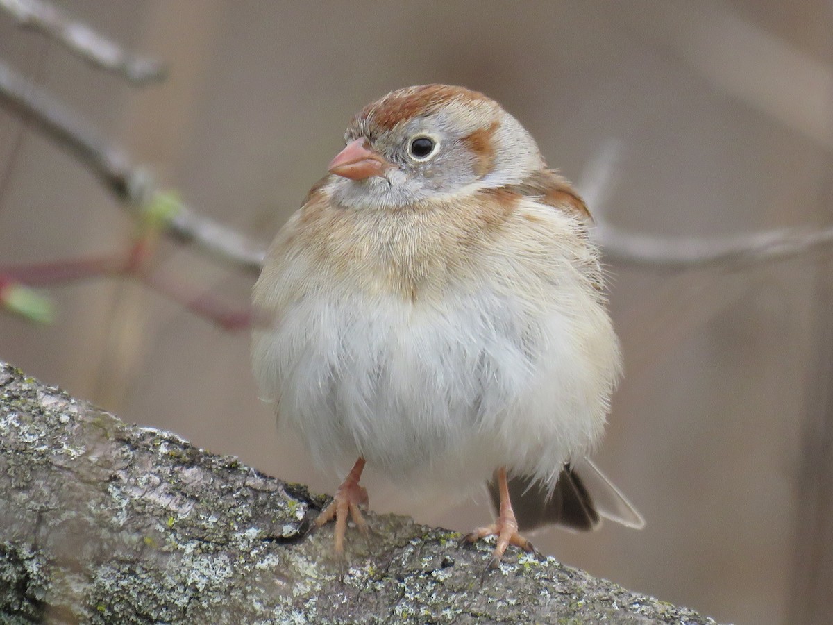 Field Sparrow - ML554417611