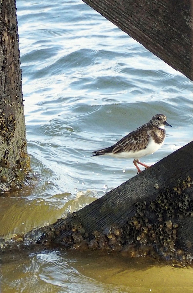 Ruddy Turnstone - ML554417971