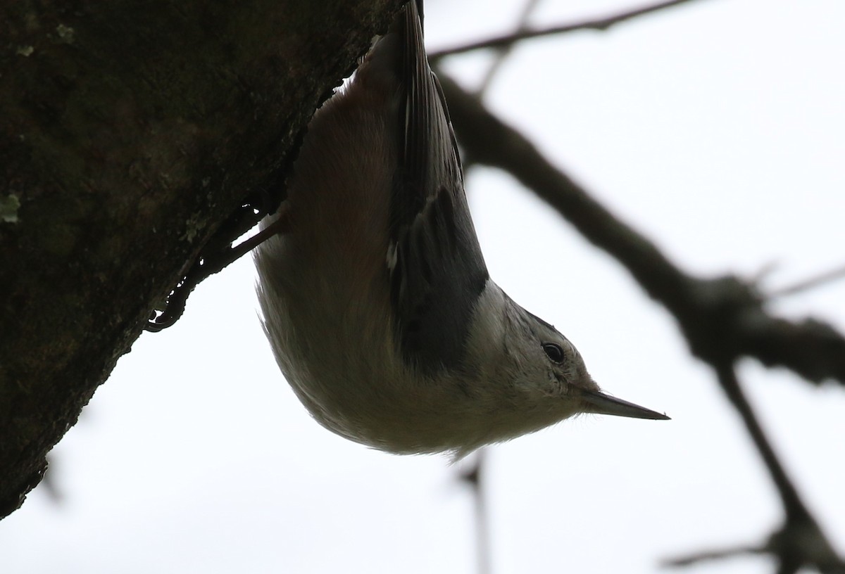 White-breasted Nuthatch - ML554418231