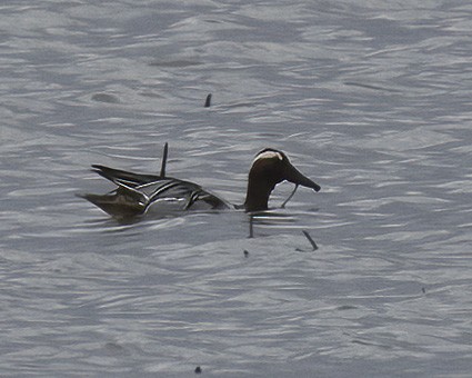 Garganey - ML554419561