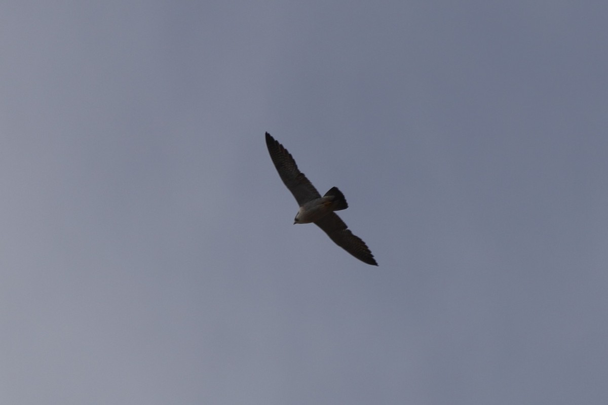 Peregrine Falcon - ML554420111