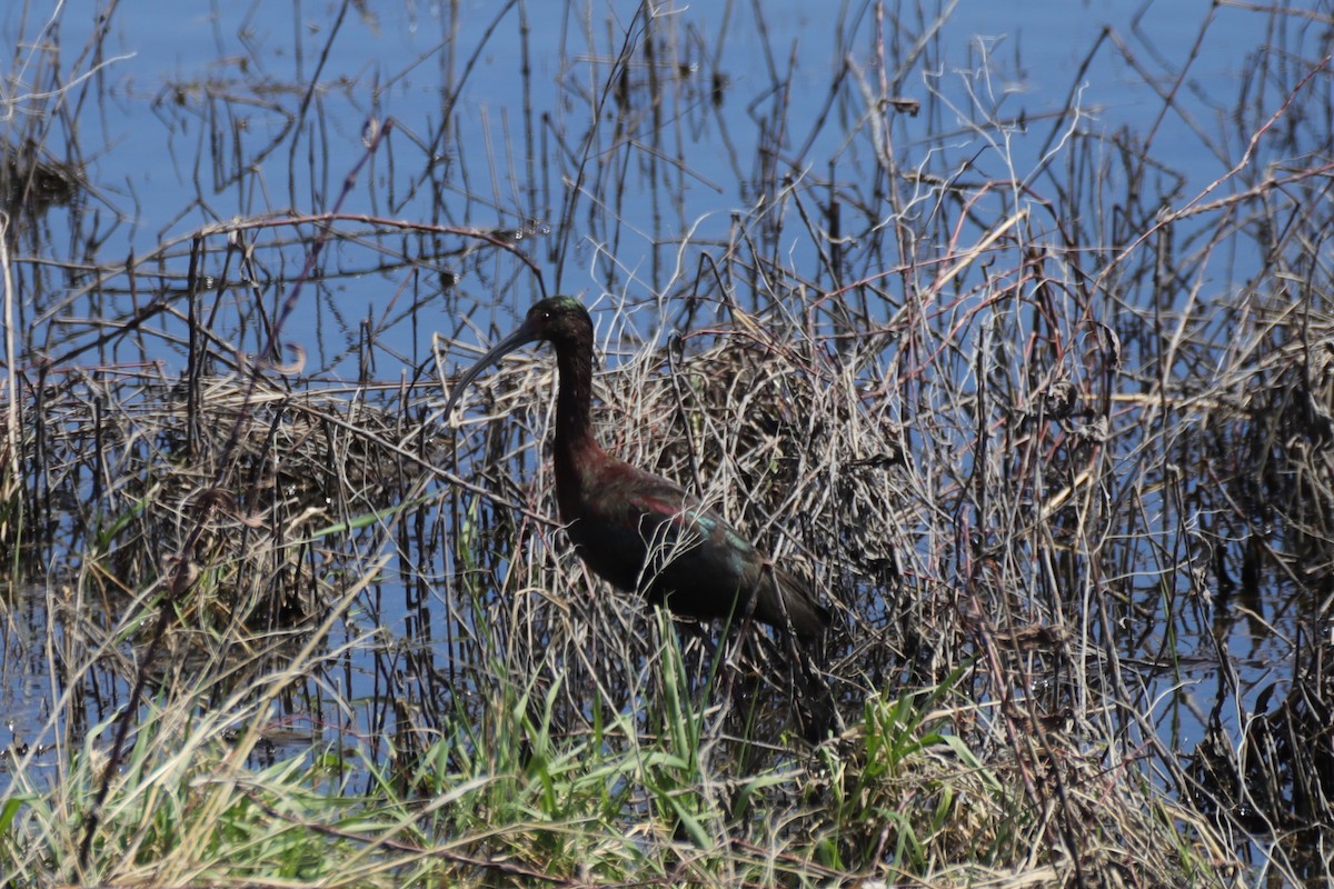 White-faced Ibis - ML554420281