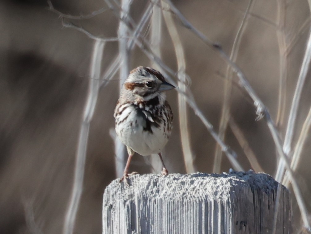 Song Sparrow - ML554420511