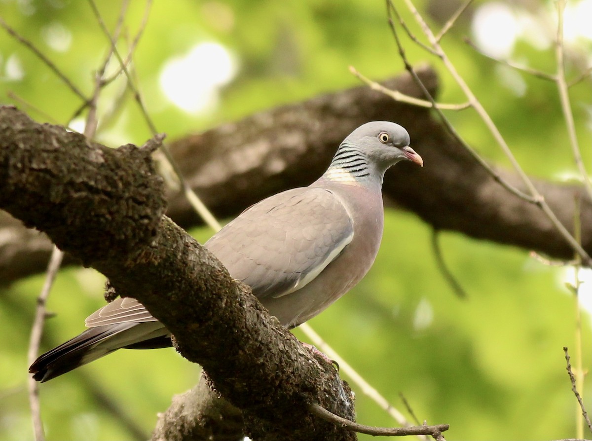 Common Wood-Pigeon (Cinnamon-necked) - Peyton Stone