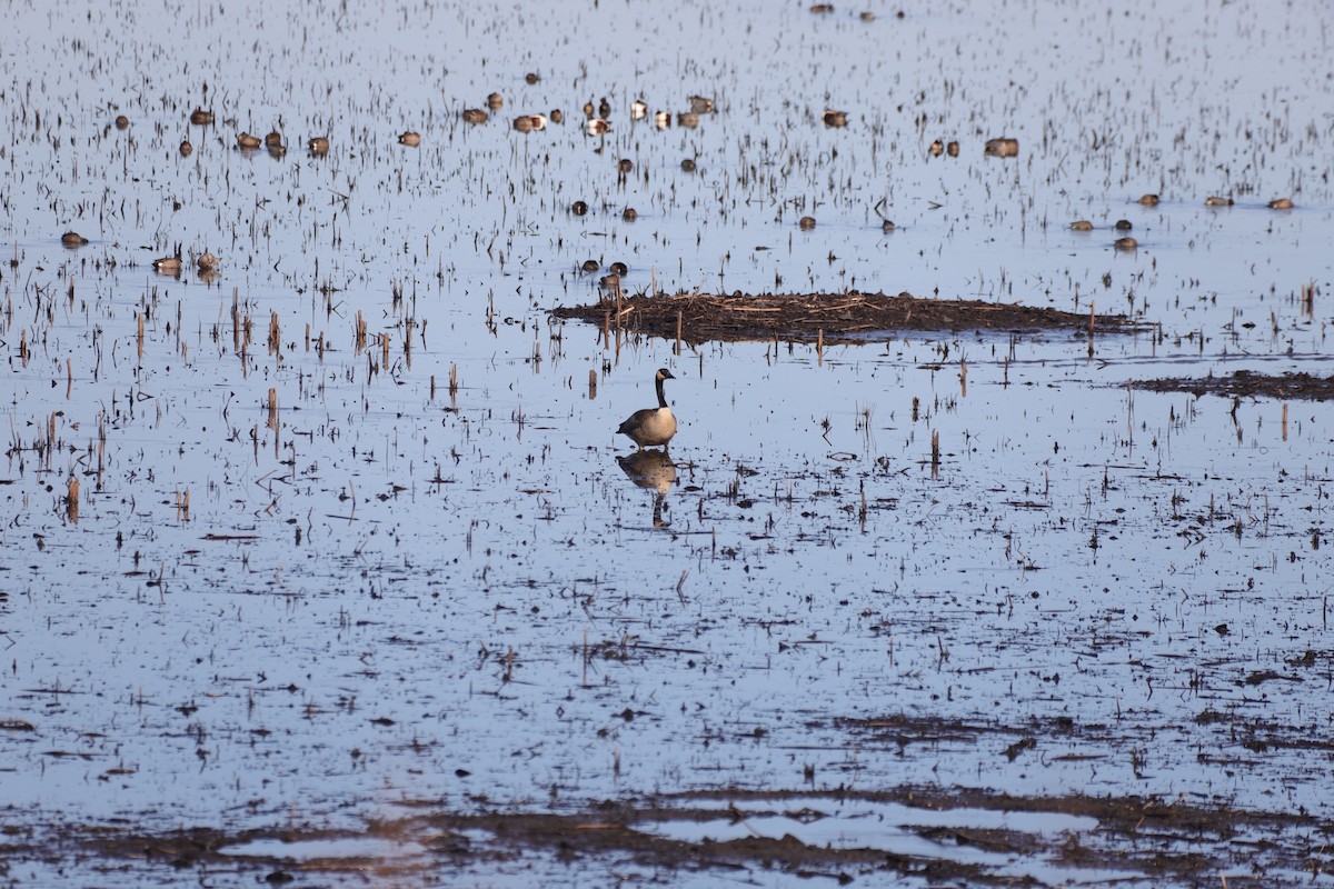 Canada Goose - Carson Jones