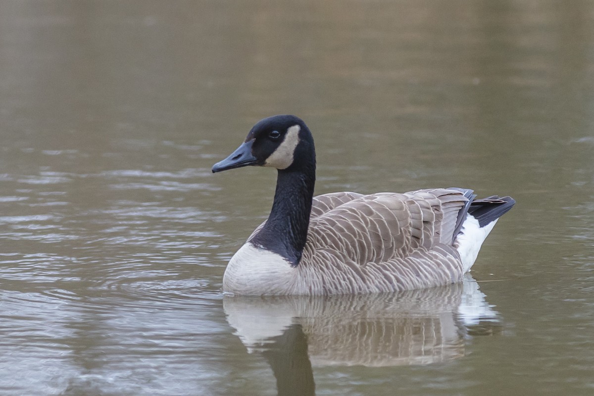 Canada Goose - ML554423421