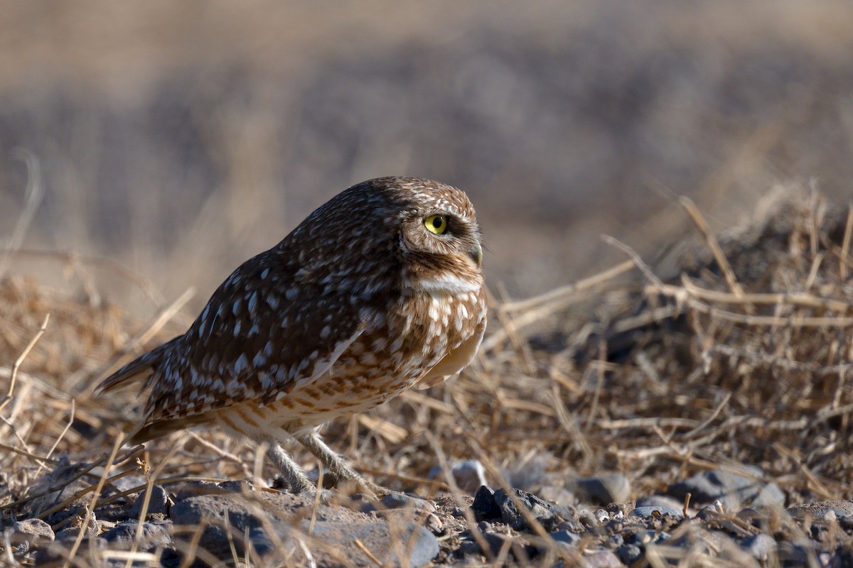 Burrowing Owl - ML554424031