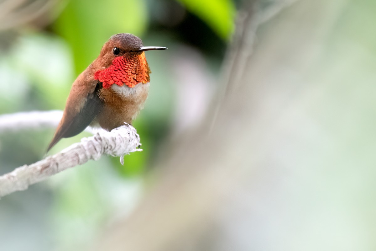 Rufous Hummingbird - Rajan Rao