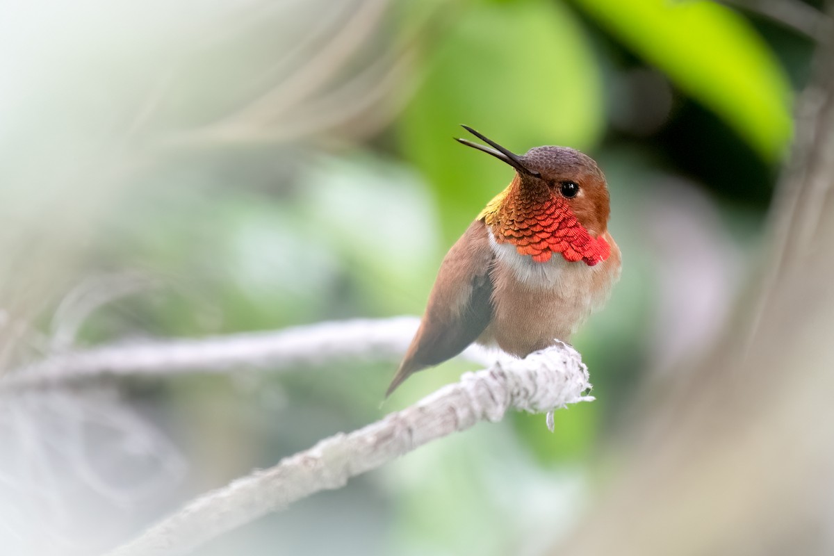 Rufous Hummingbird - Rajan Rao