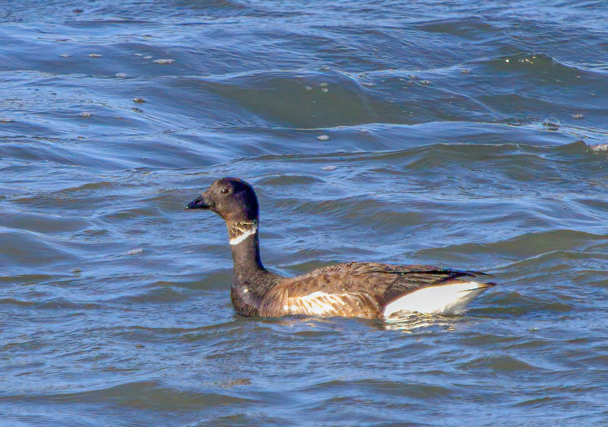 Brant - ML554428061