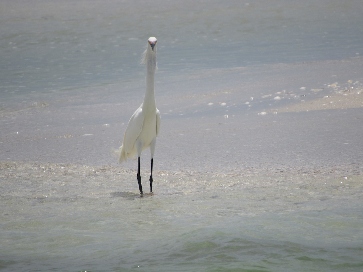 Snowy Egret - ML554428891