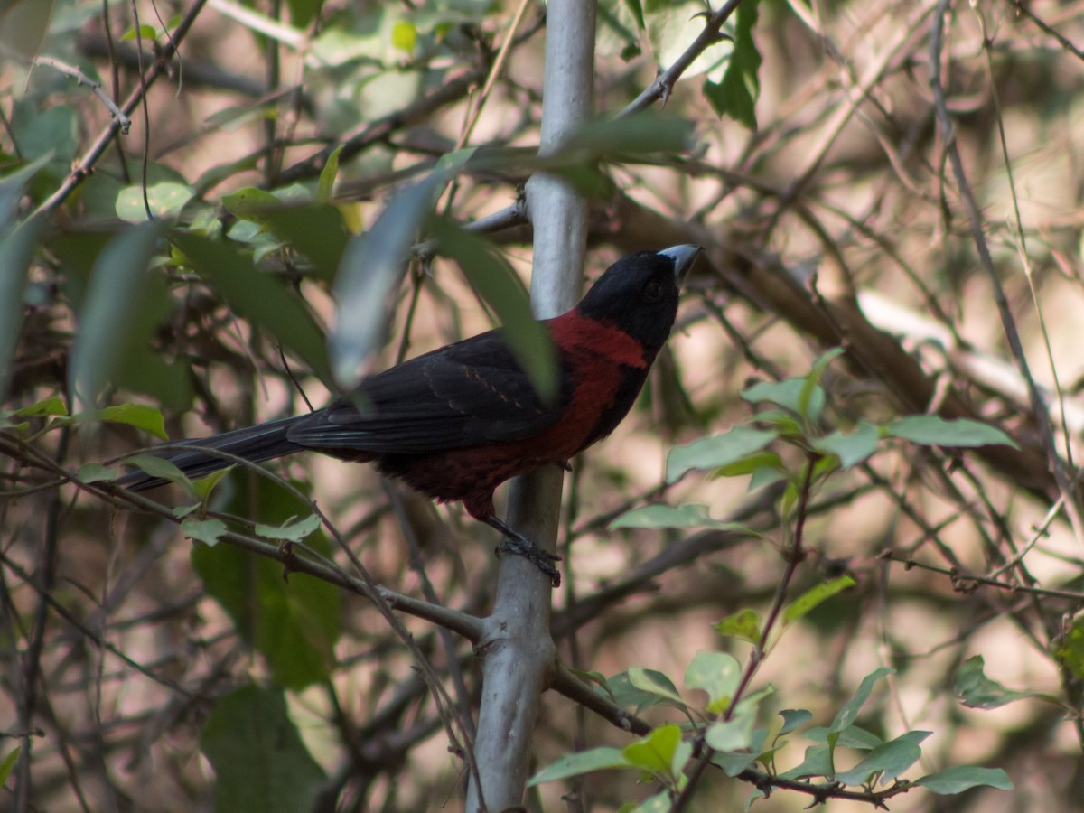 Crimson-collared Grosbeak - Alvaro Rojas 𝙌𝙧𝙤. 𝘽𝙞𝙧𝙙𝙞𝙣𝙜 𝙏𝙤𝙪𝙧𝙨