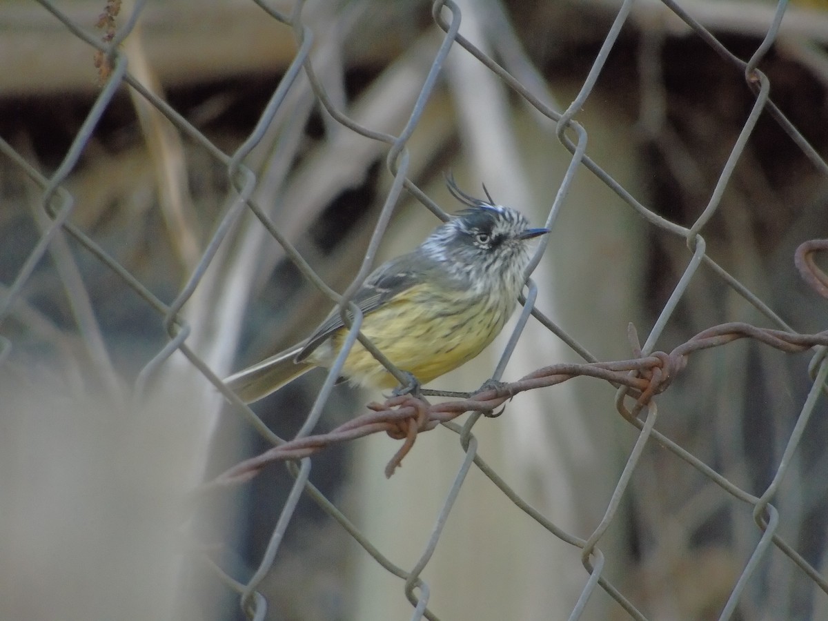 guløyemeisetyrann - ML554429521