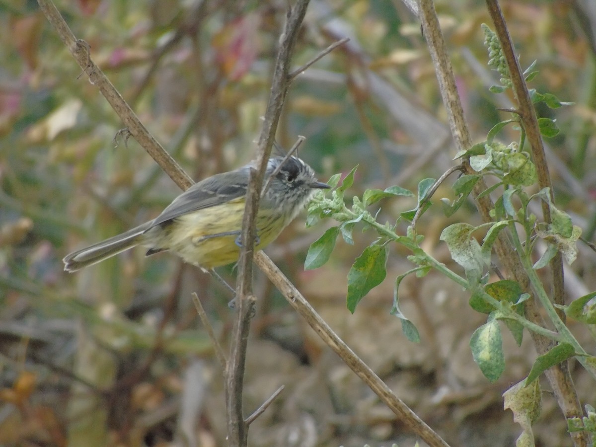 guløyemeisetyrann - ML554429541