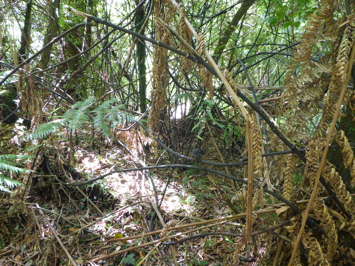 North Island Robin - ML55443091