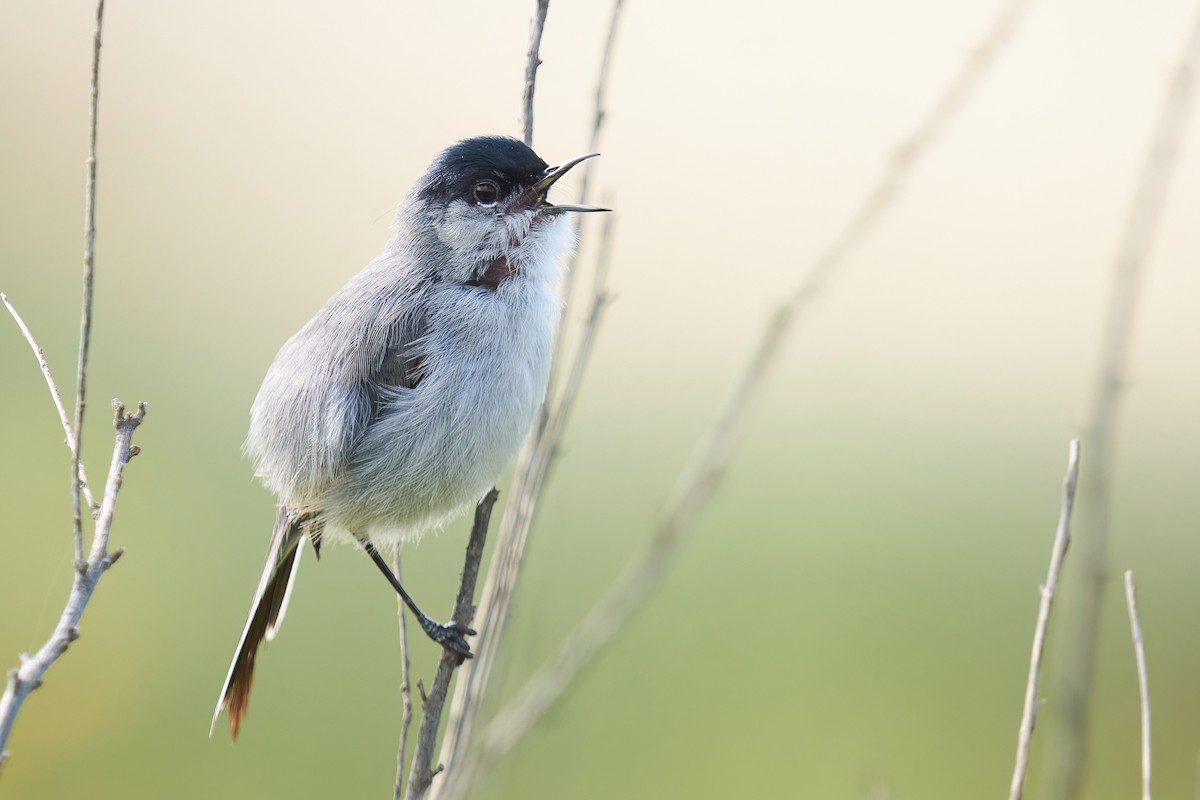 California Gnatcatcher - ML554431741