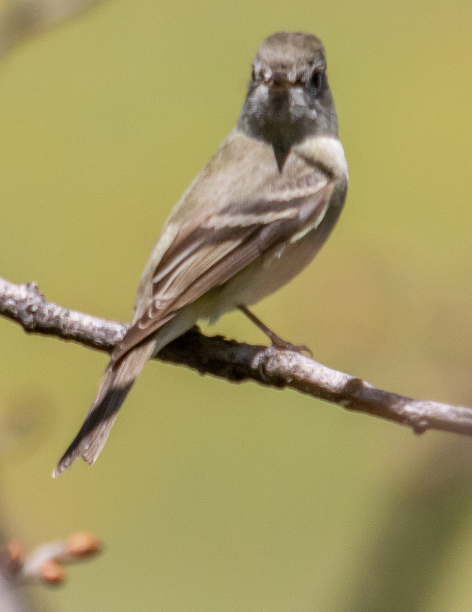 Western Flycatcher (Pacific-slope) - ML554431771