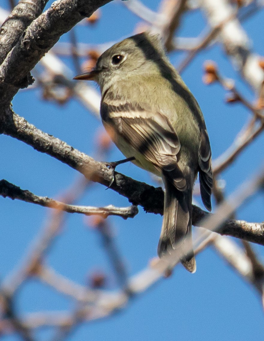 Western Flycatcher (Pacific-slope) - ML554431791