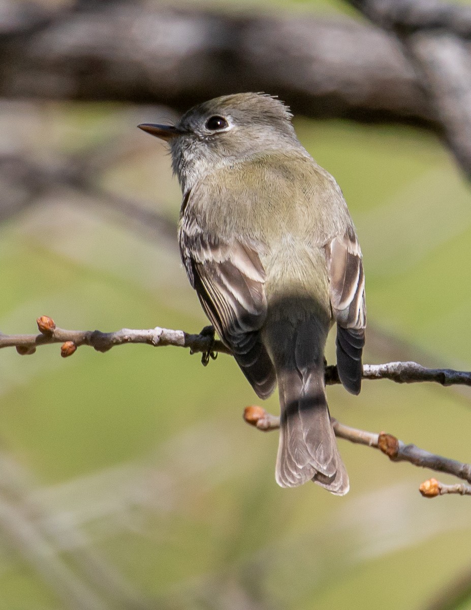 Western Flycatcher (Pacific-slope) - ML554431801