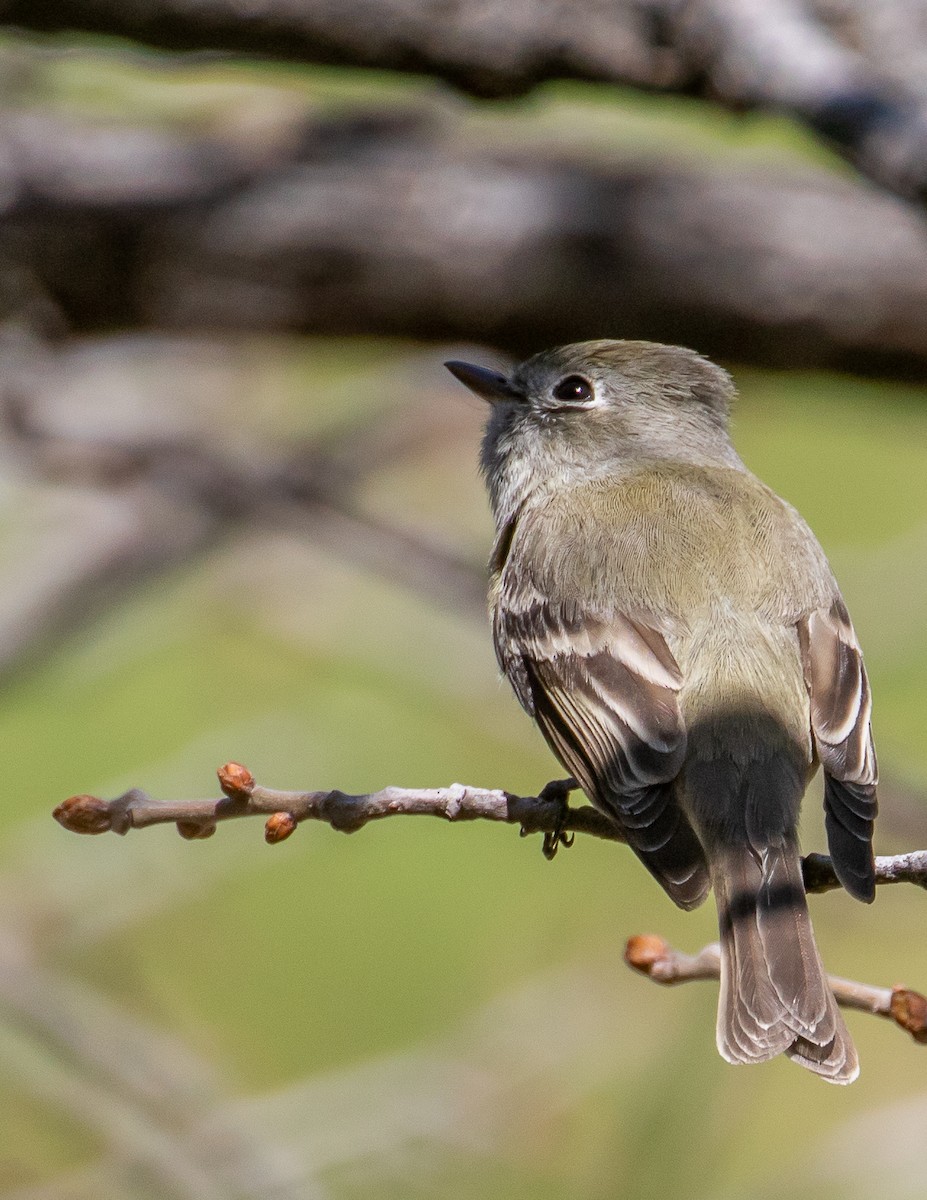 Western Flycatcher (Pacific-slope) - Chris Tosdevin