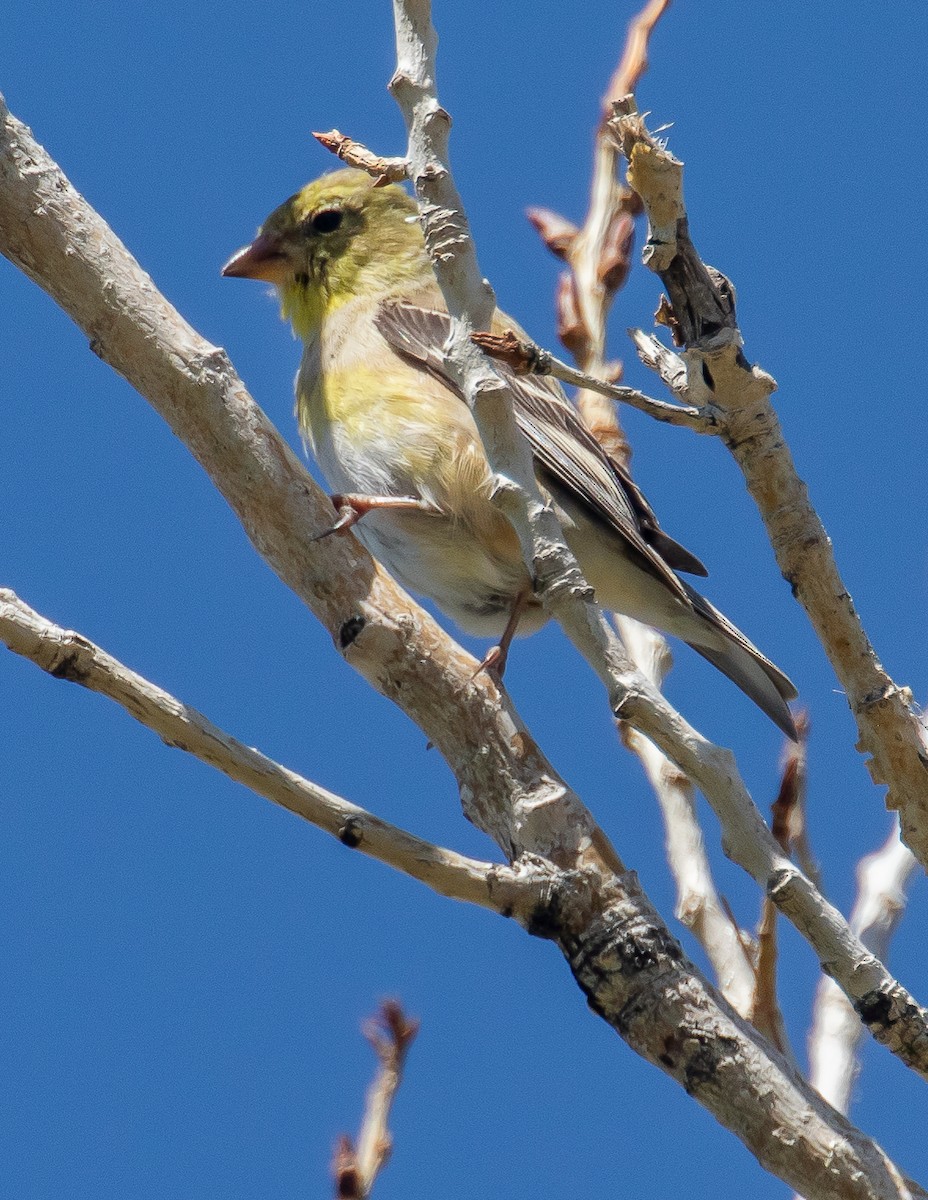 Chardonneret jaune - ML554432641