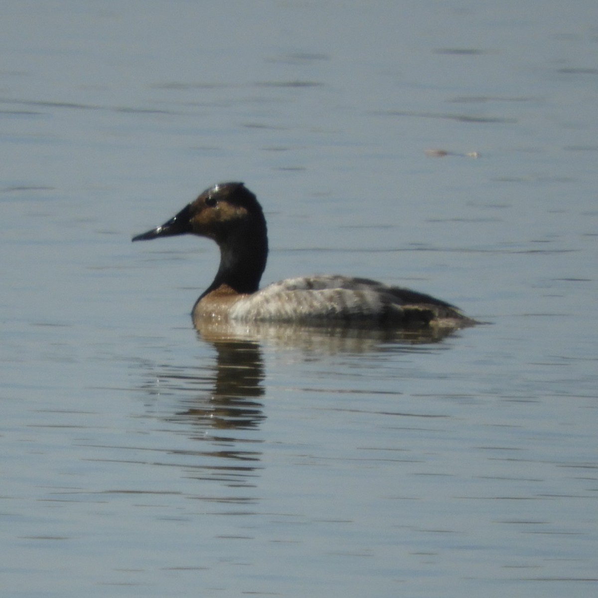 Canvasback - ML554432991