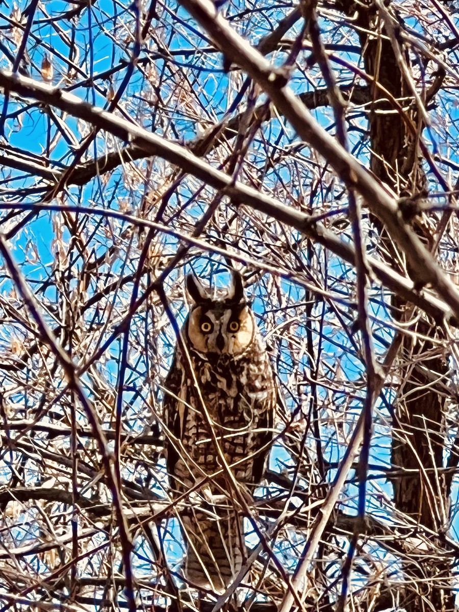 Long-eared Owl - ML554433681