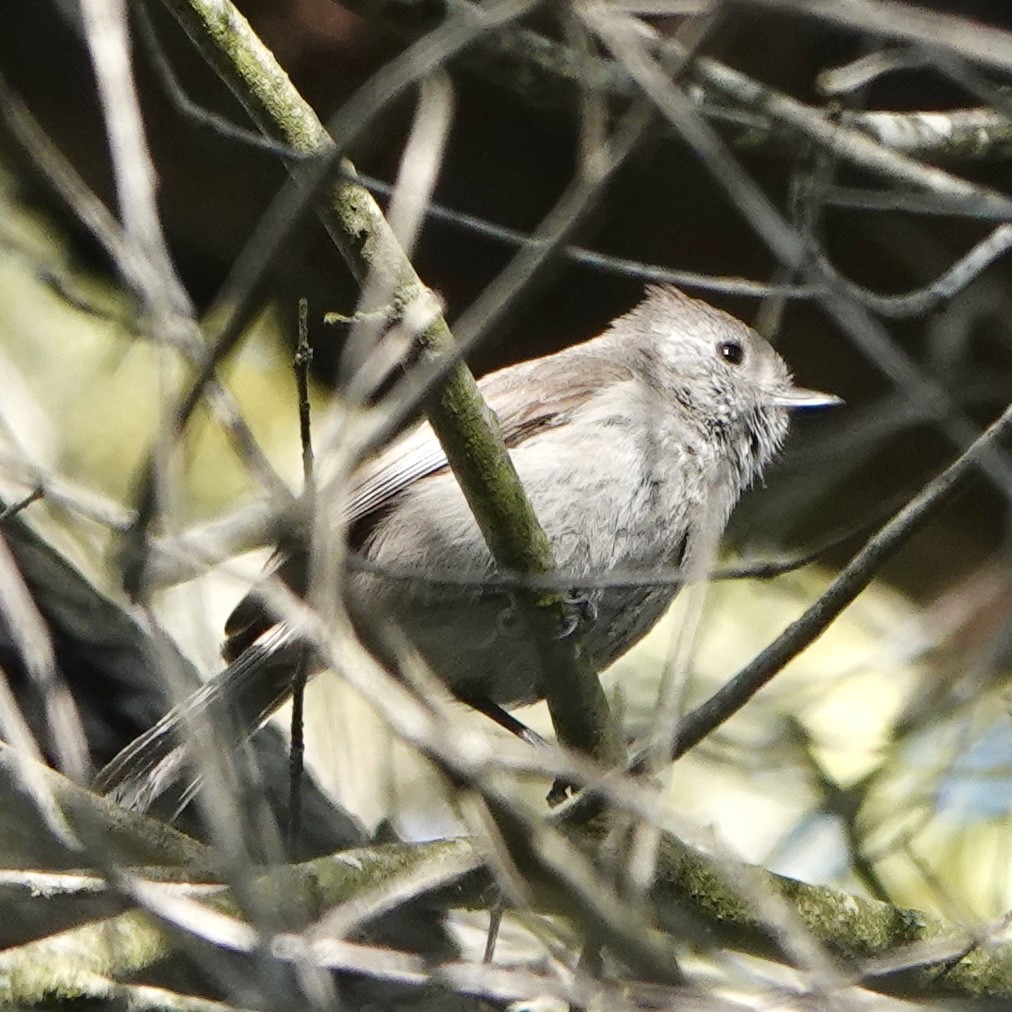 Oak Titmouse - ML554435491