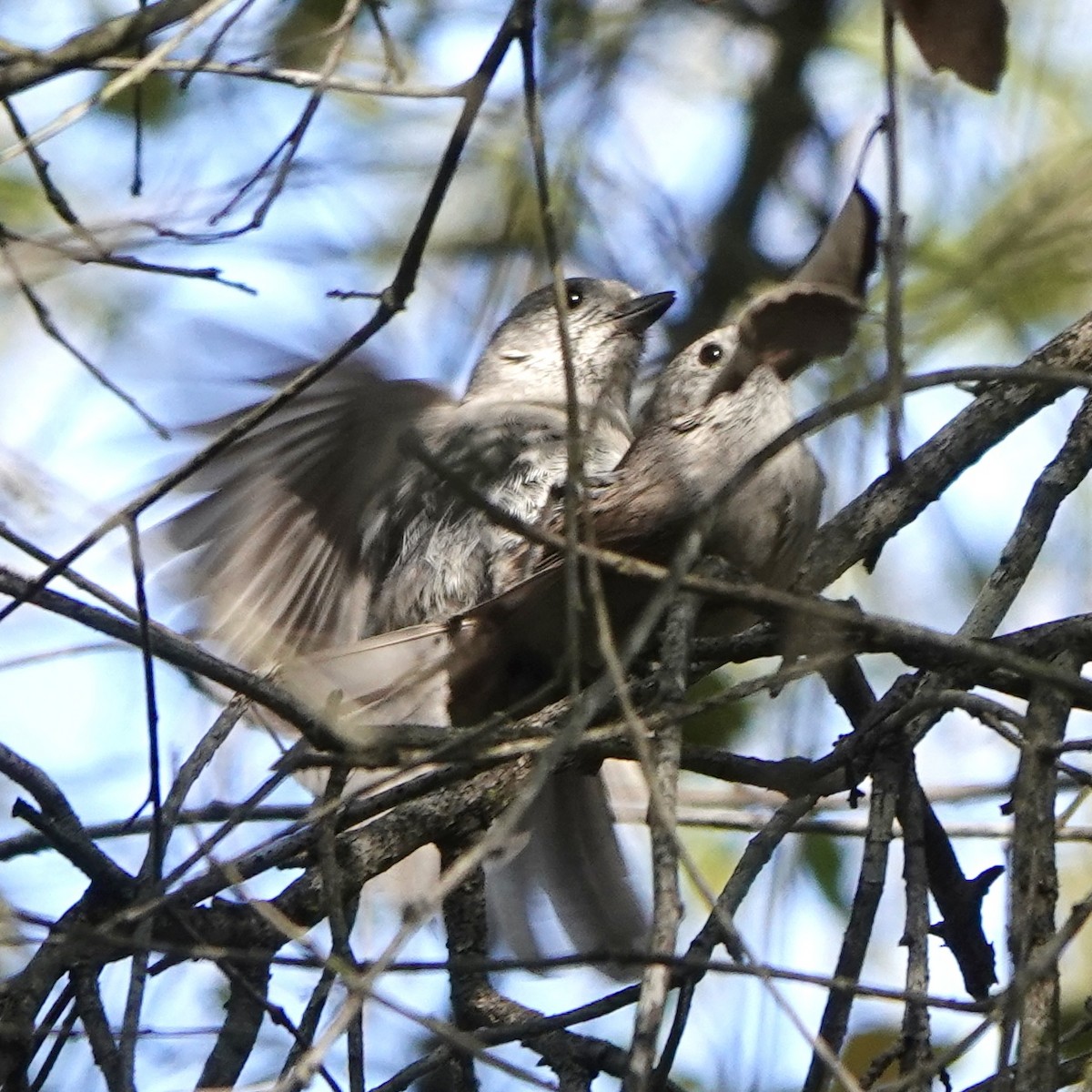 Oak Titmouse - ML554435721