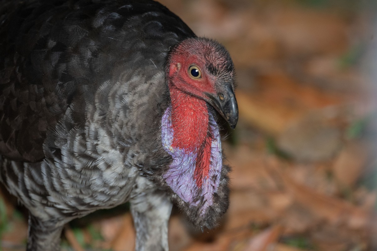 Australian Brushturkey - ML554435801