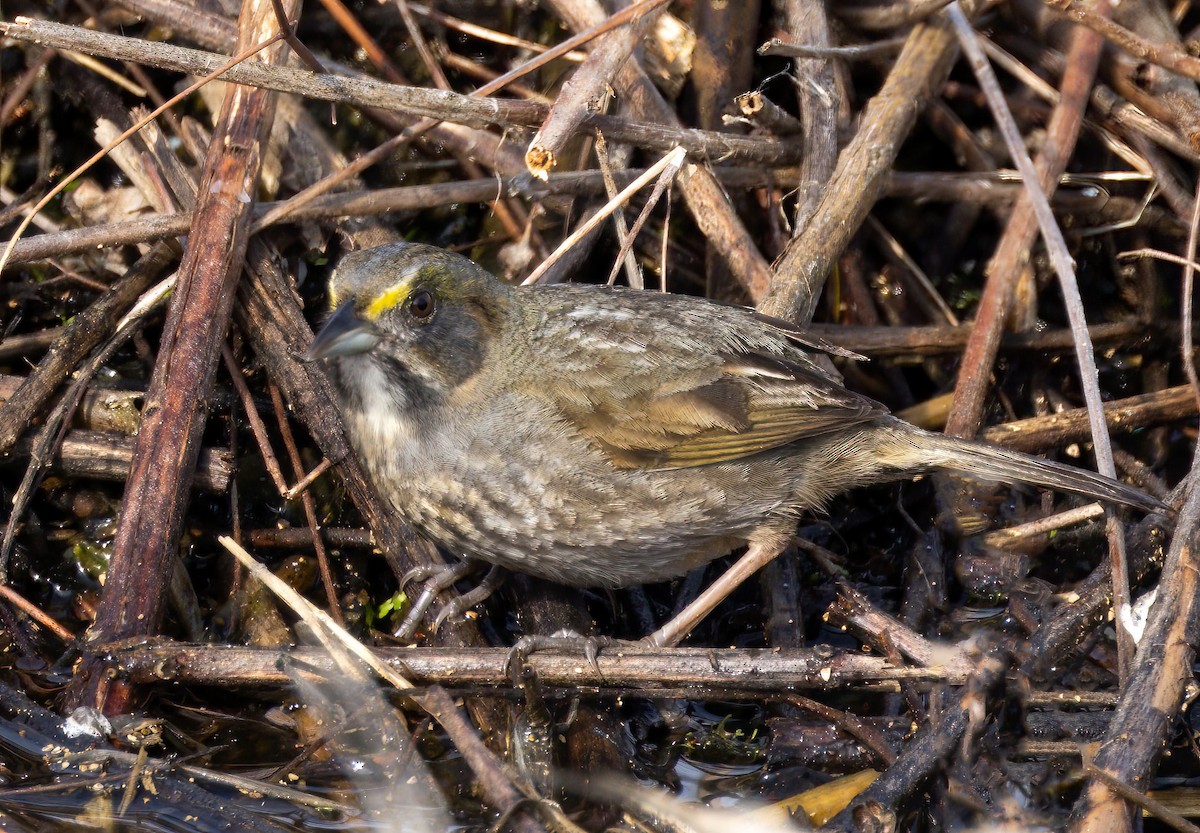 Seaside Sparrow - ML554436331