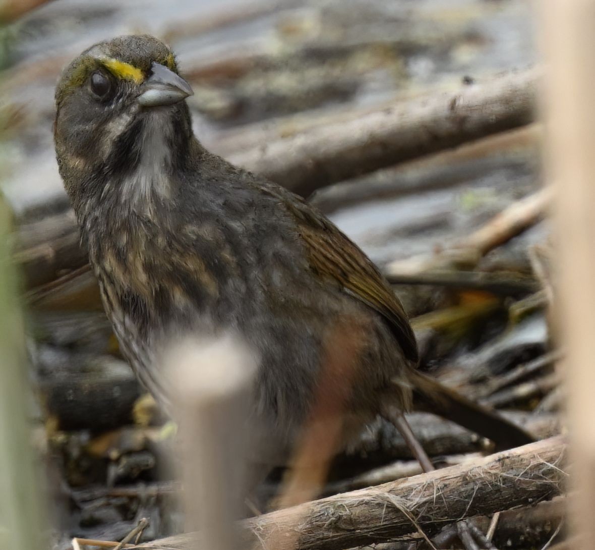 Seaside Sparrow - ML554436421