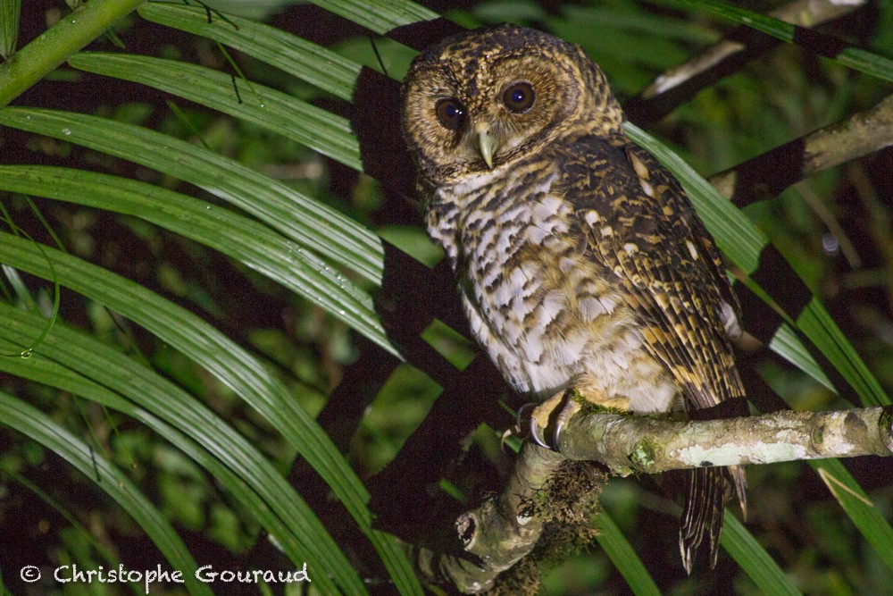 Rusty-barred Owl - Christophe Gouraud