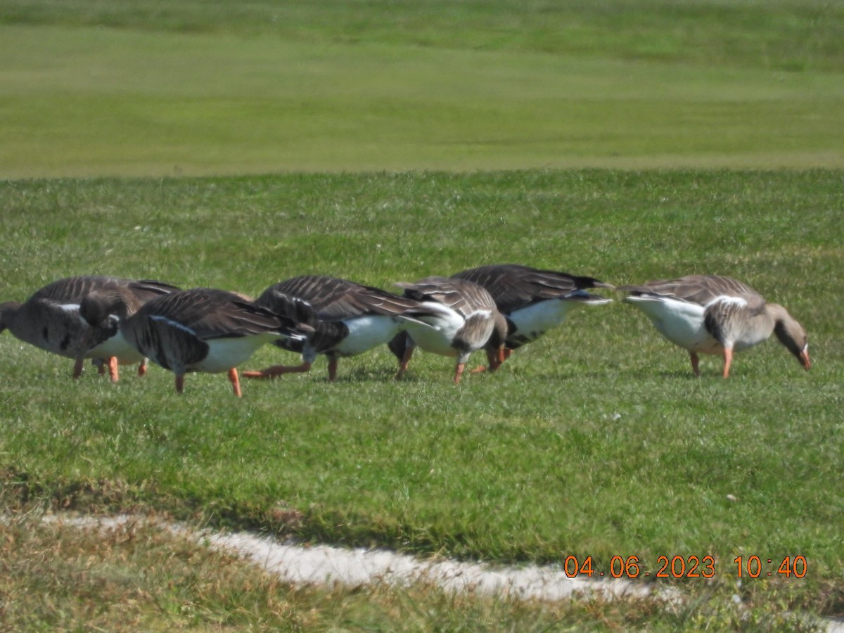 Greater White-fronted Goose - ML554438861